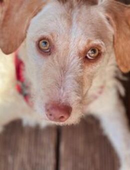 Traumhund für Geduldige - Oberhausen