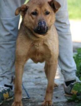 Tiana - sehr kinderlieb u. zutraulich - Lohra