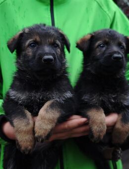 Dt. Schäferhundwelpen aus 100% DDR-Blutlinien mit roten SV/VDH Papieren. - Dresden