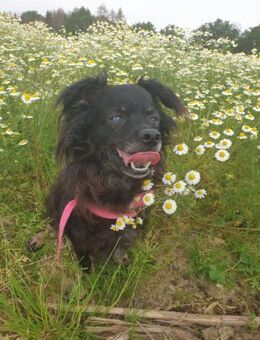 BLACKY - kleine Macken bis ins Alter - Overath