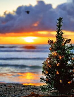 Unterm Baum? Am Strand? - Essen