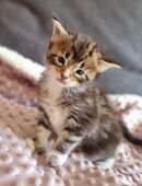 Eric vom Ellergarten - Maine Coon Kitten in 39356