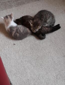 Babykatzen abzugeben - Albisheim (Pfrimm)