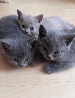 Bkh Kitten Köln - Köln