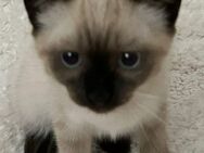 Babykatze Siam gemischt - Gevelsberg