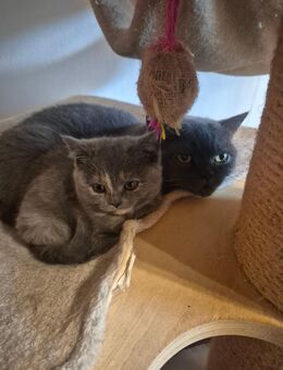 Bkh Mädchen abzugeben - Ganderkesee