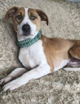 Logan, toller Mischlingsrüde geb. 2021 - Remagen