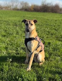 🆘HILFE für Junghund Ianjo 🐶 - Eislingen (Fils)