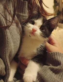 Katzenbabys Kitten - Stolberg (Rheinland, Kupferstadt)