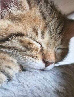 Traumhafte Bengal Mix Katzen – 13 Monate, ab sofort abzugeben - Lauffen (Neckar)
