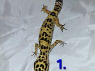 Leopardgecko - Naumburg (Saale)