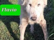 💚💚💚Flavio sucht Paten💚💚💚 - Herxheim (Landau)