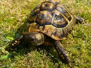 Griechische Landschildkröte (Testudo hermanni)aus 2014 - männlich - Oer-Erkenschwick