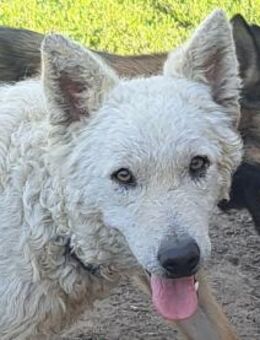 Schöner Felhö sucht seine Familie - Weilheim (Oberbayern)