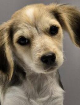 BILLY - Kleines Herzchen auf der Suche! - Sulzbach-Laufen
