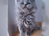 BKH, BLH Kitten, Kätzchen, Katzenbabys reinrassig - Wuppertal