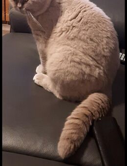 Reinrassige BKH kitten - Lingen (Ems)