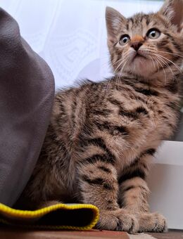 Katzen babys kitten - Saterland