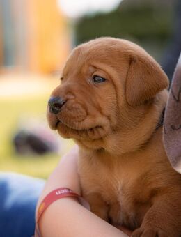Viszlador (Labrador x Magyar vizsla) - Esterwegen