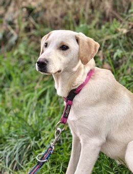 Lea - die sanfte - Grainau