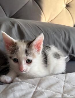 Katzen baby - Homburg Zentrum
