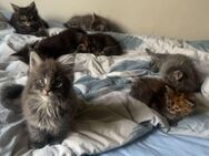 Wunderschöne Maine Coon Katzen 9 Wochen - Hammelburg