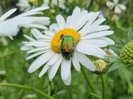 Margerite (Chrysanthemum leucanthemum vulgare) - Horgenzell