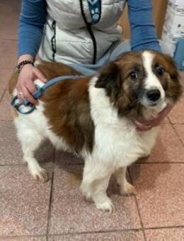Familienhund - Absoluter Traumhund - Schlitz