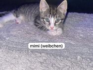 Hauskatzen - Hechthausen