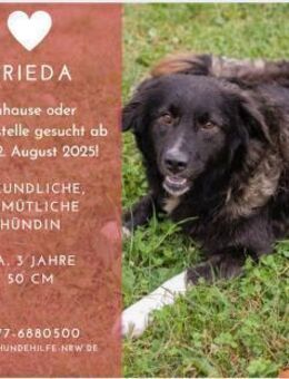 FRIEDA sanfte Hündin sucht Zuhause - Duisburg