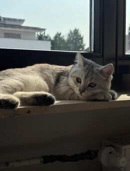 Süßes 4 Monate altes Britisch Kurzhaar Kitten zu verkaufen 🐾 - Erlensee Zentrum
