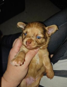 Wir suchen Zuhause - Berlin