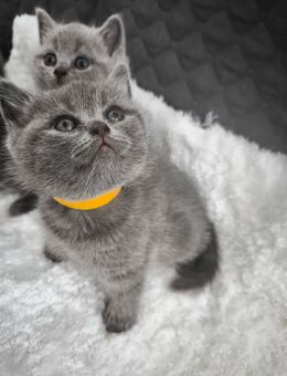 Bkh Kitten - Heddesheim