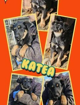 süßes Welpenmädchen Katea bald auf PS - Nürnberg