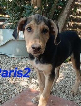 Paris2 welpe erobert die Welt 5/25 - Ruppertsecken