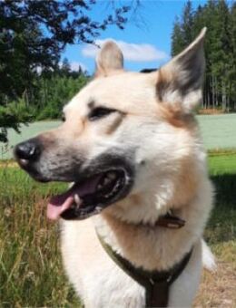 Stella 6 Jahre Schäfi mix - Schwarzenbach (Saale)