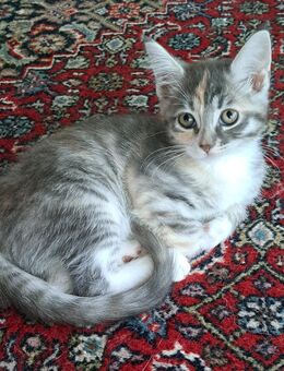 5 Coonie-Mix Kitten suchen Dosenöffner - Sankt Michaelisdonn