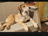 Australien Shepherd / Labrador Mischlingswelpen - Dahlenburg
