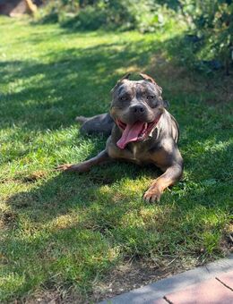 American Bulldog Hündin - Winterspelt