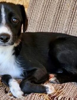 HENRIKO sucht GNADENBROTPLATZ - Weilheim (Oberbayern)