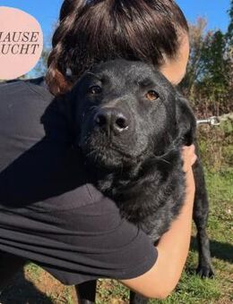 Liebevoller SANTORINI sucht Familie ❤️ - Saarbrücken