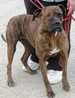 Mocka ist eine ganz tolle Boxerhündin! - Karben