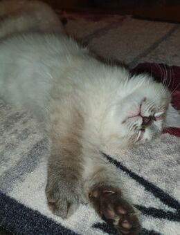 3 wunderschöne reinrassige Ragdoll Kitten suchen ab sofort ihren neuen Dosenöffner - Zahna-Elster Elster