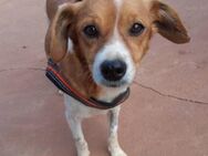 MARY - ruhige, liebe Hundedame - Velbert