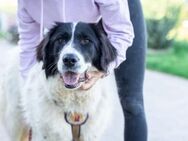 Schöne NUNTA sucht Zuhause - München