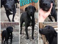 Ruhiger sensibler BLACKY sucht ♥️ - München