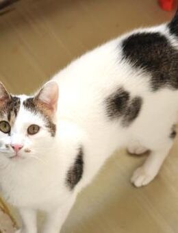 🆘 🐾 Sanfter Kater Albiuta 🆘 - Eislingen (Fils)