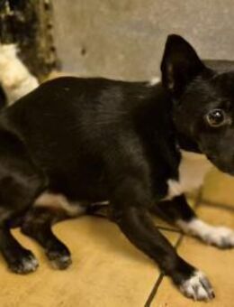 Negro 1,5 Jahre junger Chihuahua-Rüde - Kassel