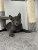 Russisch blaue Bkh Mix KITTEN in 97437