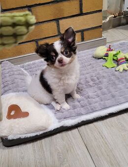 Bezaubernde s Chihuahuamädchen Weiß /Creme und ein Rüde Schoko /Weiss suchen ein neues Zuhause auf Lebenszeit - Sonnewalde